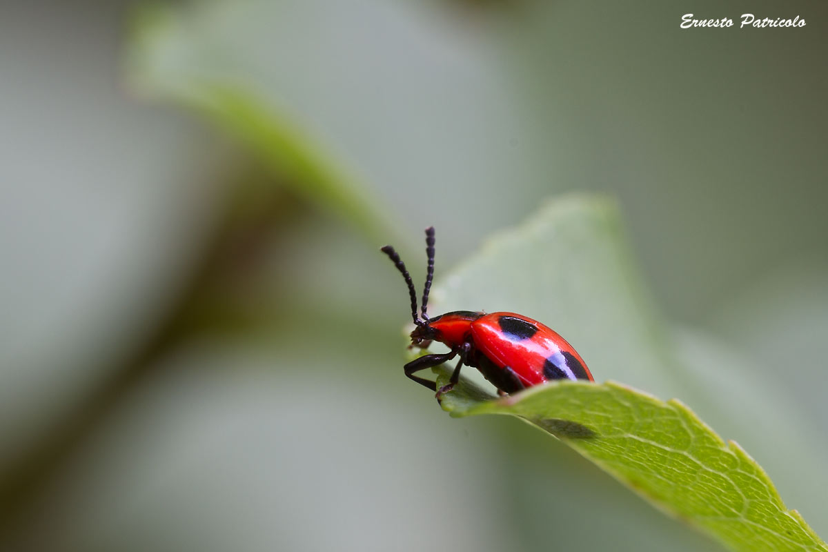 Endomychus coccineus, Endomychidae
